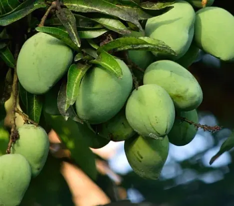 Green fruit hanging among leaves on a tree, the brand's photo used for African mango