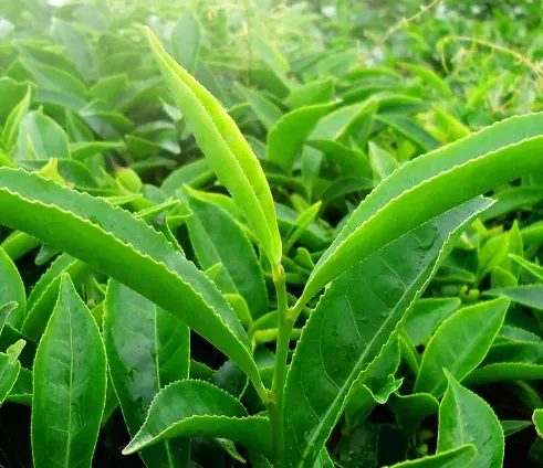 Fresh green tea leaves growing on a tea bush